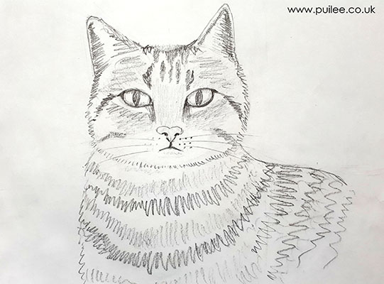 Cat (2021 pencil on paper by Artist Pui Lee